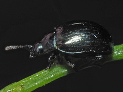 Phaedon armoraciae