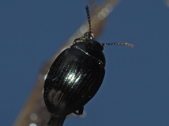 Phaedon armoraciae
