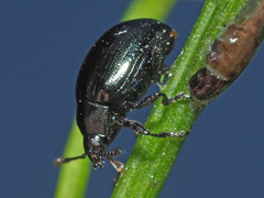 Phaedon armoraciae