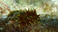 Anemonia sargassensis