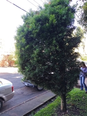 Podocarpus macrophyllus