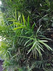 Podocarpus macrophyllus