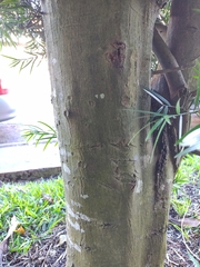 Podocarpus macrophyllus