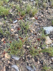 Cyperus rupestris
