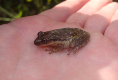 Scinax nasicus