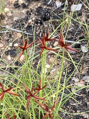 Cyperus rupestris