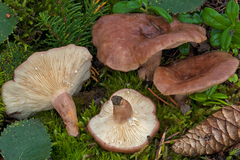 Lactarius hysginus