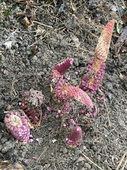 Ombrophytum violaceum