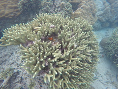 Porites cylindrica