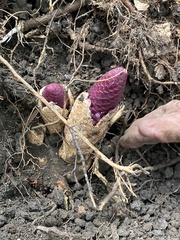Ombrophytum violaceum