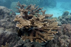 Acropora florida