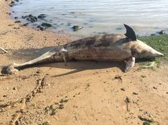 Tursiops truncatus