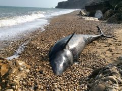 Tursiops truncatus