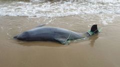 Tursiops truncatus