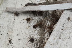 Acanthopachylus aculeatus