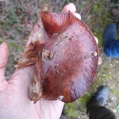 Agaricomycetes