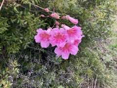 Podranea
