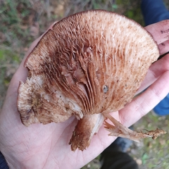 Agaricomycetes