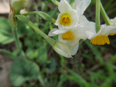 Narcissus tazetta