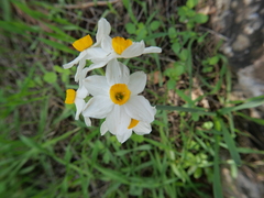 Narcissus tazetta
