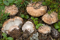 Phellodon fuligineoalbus