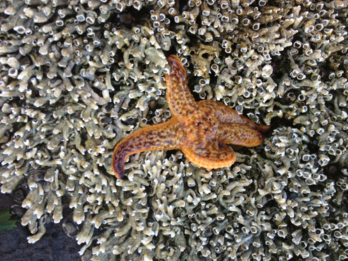 Asterias amurensis