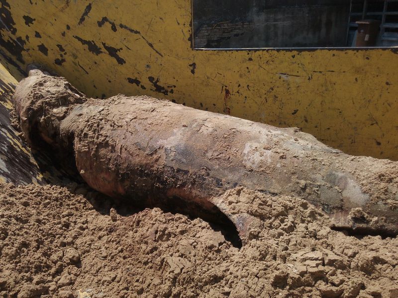 Tursiops truncatus<br>01 June, 2024