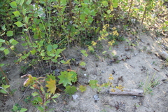 Alchemilla persica