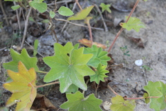 Alchemilla persica