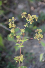 Alchemilla persica