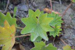 Alchemilla persica