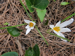 Crocus hyemalis