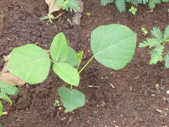 Erythrina abyssinica