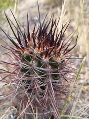 Austrocactus bertinii
