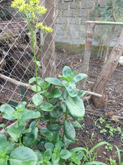 Kalanchoe densiflora