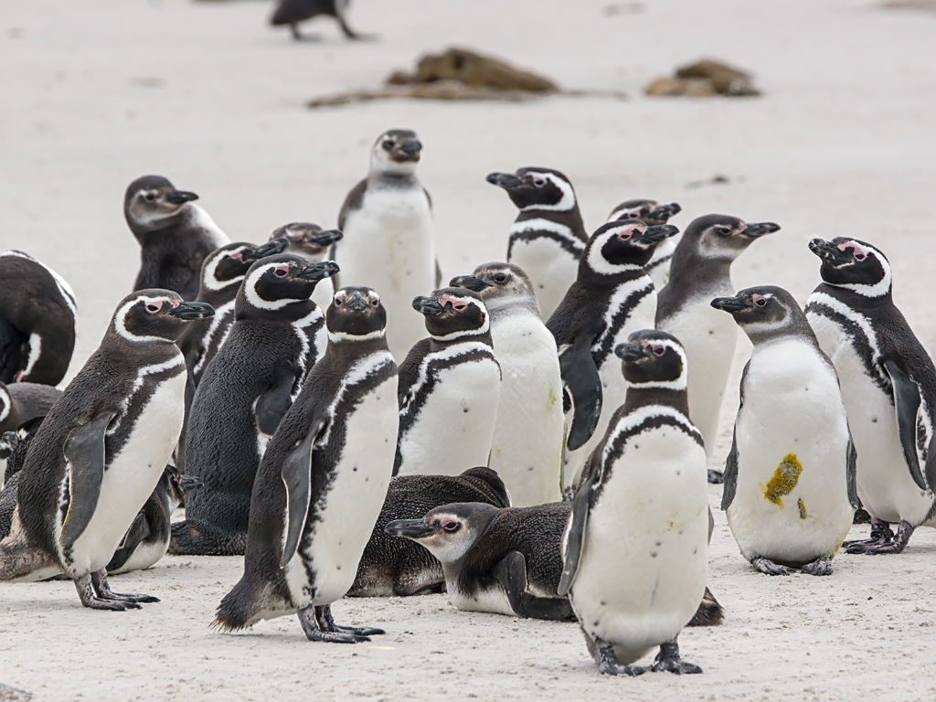 Magellanic Penguin