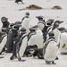 Magellanic Penguin - Photo (c) David Cook, some rights reserved (CC BY-NC)