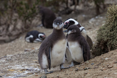 Magellanic Penguin photo 5