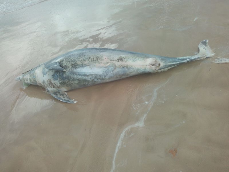 Tursiops truncatus<br>22 August, 2020