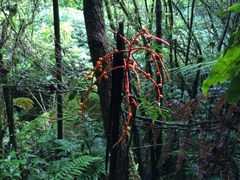 Chamaedorea costaricana