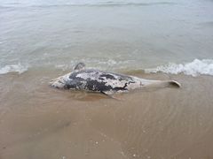 Tursiops truncatus
