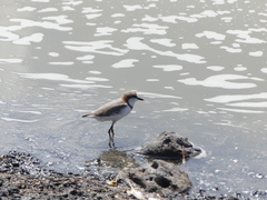 Charadrius pallidus