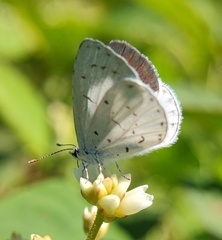 Udara akasa