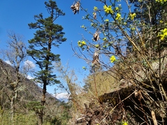 Piptanthus nepalensis