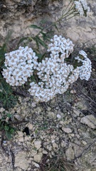 Achillea setacea