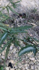 Achillea setacea