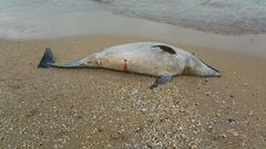 Tursiops truncatus