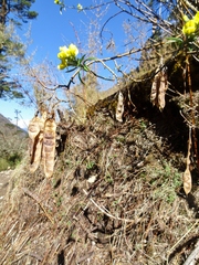 Piptanthus nepalensis