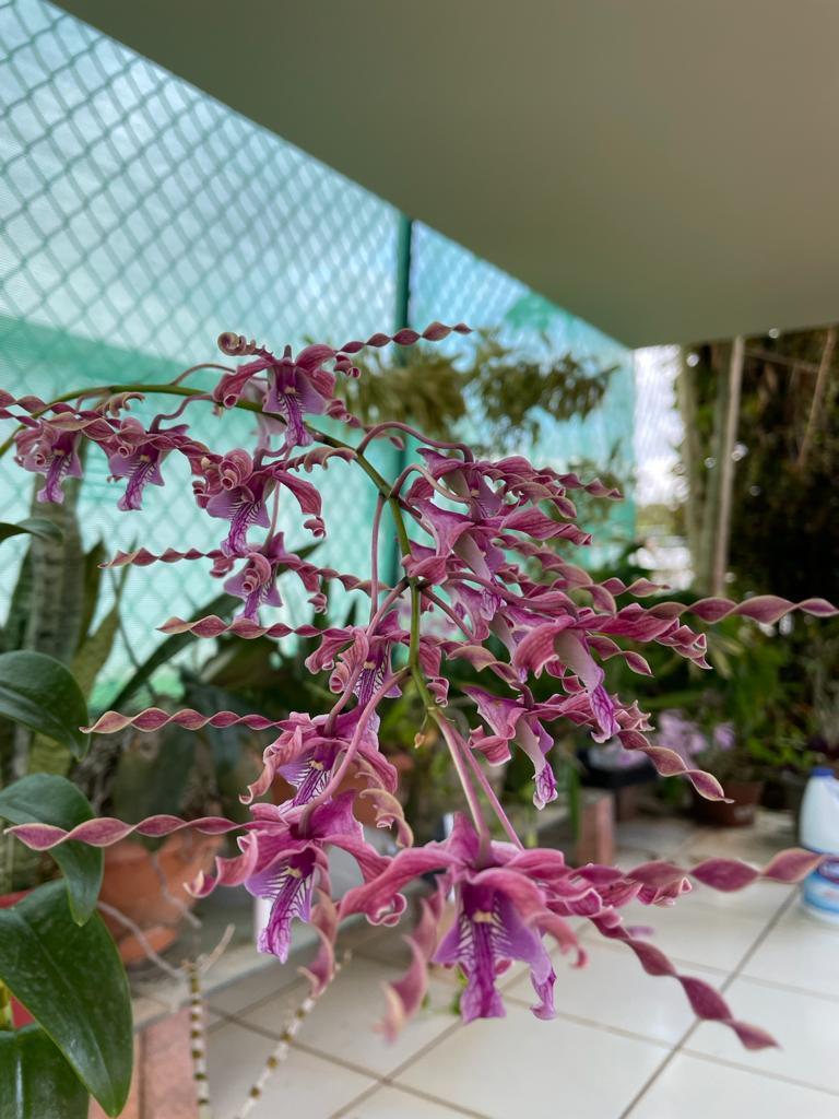 Dendrobium helix P.J.Cribb
