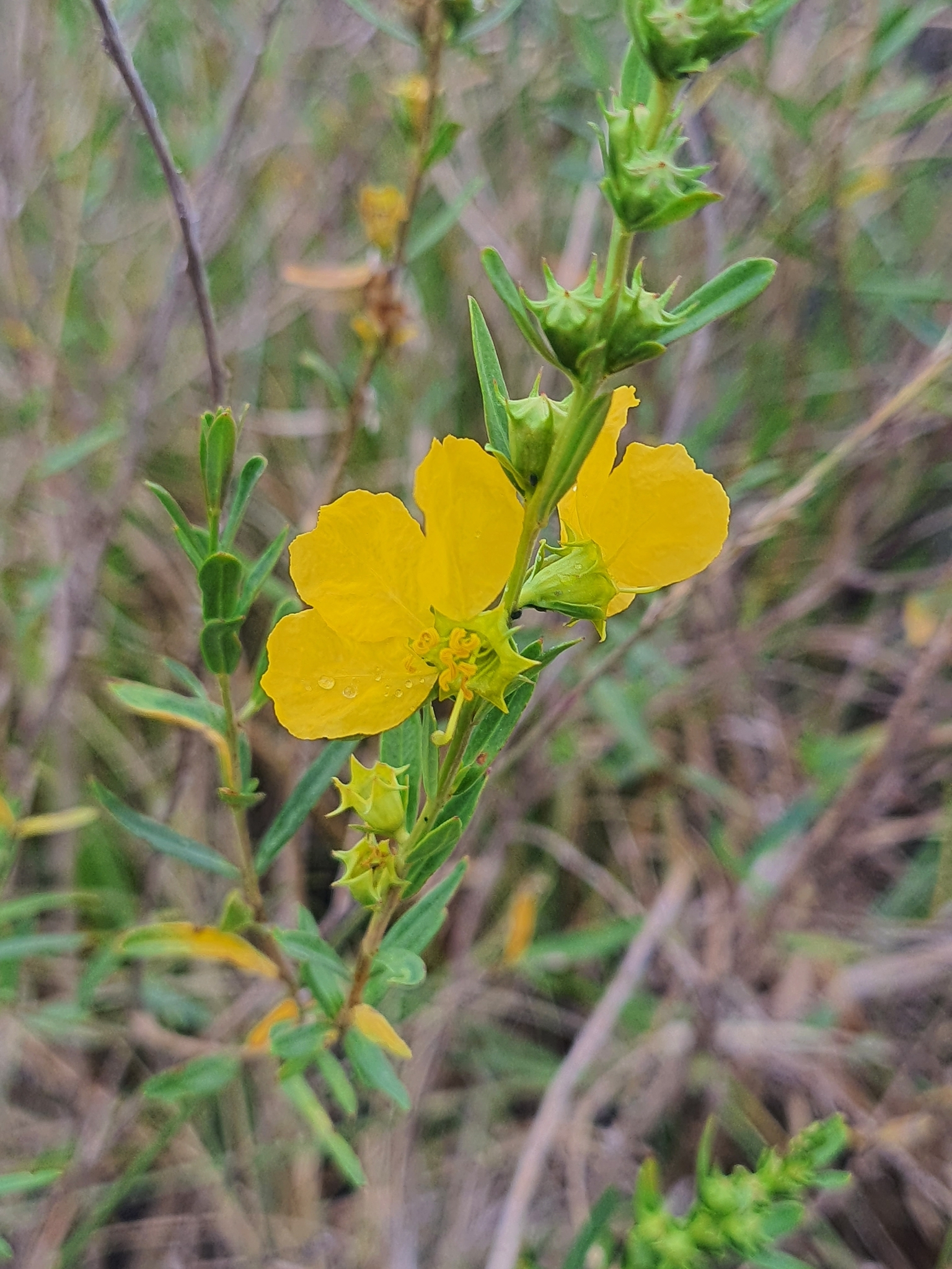 Heimia salicifolia